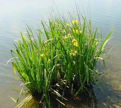 tvenkinio šlaitų tvirtinimas geltonasis irisas
